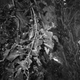 Illustration for article titled Ilford BW Disposable Camera
